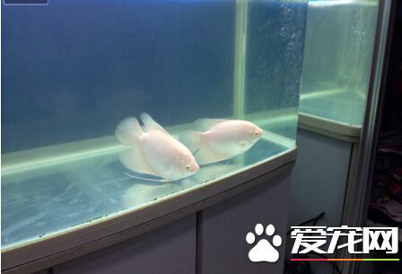 招財魚好養麼 招財魚適合新手去嘗試