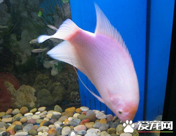 招財魚吃青菜 喂食時要做好飲食的均衡