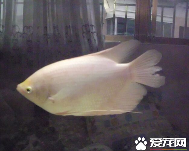 招財魚會不會撐死 一定要控制好定時定量
