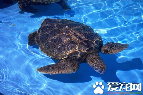 烏龜的庭院飼養 一般正常氣候每天投喂2次