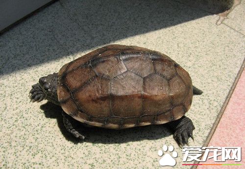 烏龜的家庭飼養 烏龜家庭飼養注意的事項
