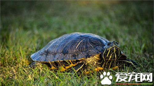 烏龜的室內飼養 烏龜的室內飼養需要注意事項
