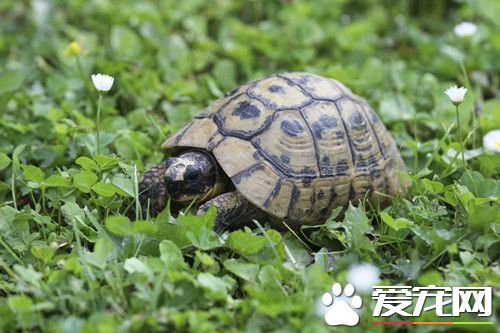 烏龜溺水 烏龜溺水的症狀及防治方法