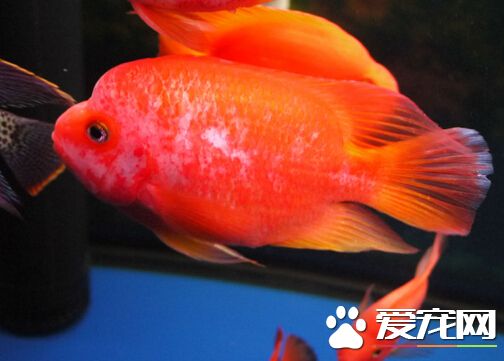 財神魚幾天喂一次 正常情況2-3天喂一次食