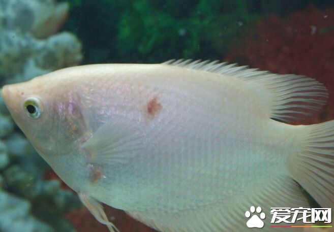 招財魚飼養方法 招財魚飼養起來並不難