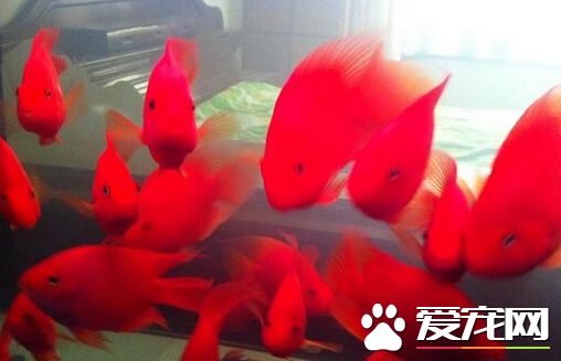 財神魚可以混養嗎 鹦鹉魚是不錯的選擇