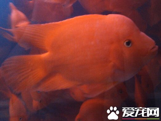 財神魚的飼養方法 了解它們的習性很關鍵