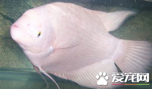 招財魚吃水果嗎 它們是雜食類的觀賞魚