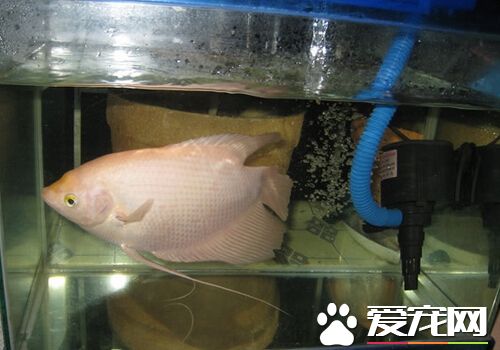招財魚一般養幾條 一般飼養一條就可以了