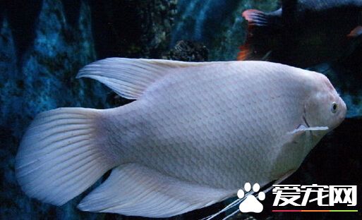 招財魚幾天換水 最好先觀察水質的情況