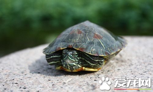 烏龜冬眠不足 提前加溫飼養在水中放人加熱棒