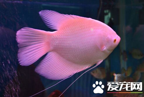 招財魚怎麼養長得快 招財魚的正確飼養