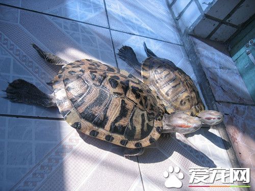 烏龜誤食異物 促進龜排糞便可少量喂硫酸鎂