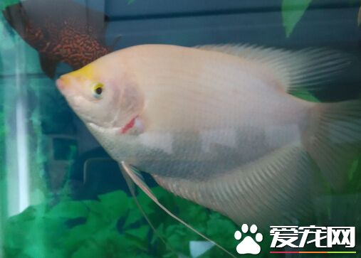 養招財魚要多大的缸 不小於200升的魚缸