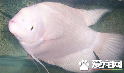 招財魚吃什麼食物 給予營養價值高的食物