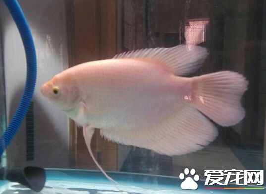 招財魚適合的水溫 理論上22-32度都可以