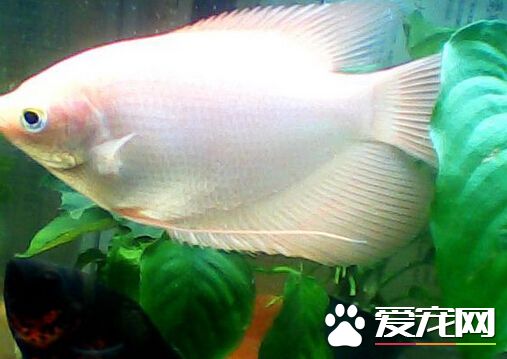 招財魚吃什麼食物 給予營養價值高的食物