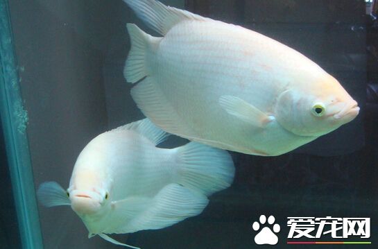 招財魚長得快嗎 它的生長速度不是很快