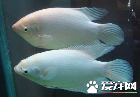 銀龍魚和招財魚混養 兩者不適合一起混養