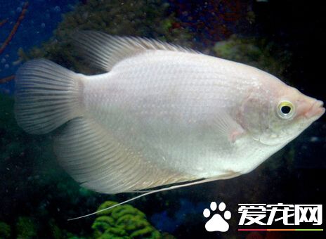 招財魚喂多少 確保飲食的衛生和營養