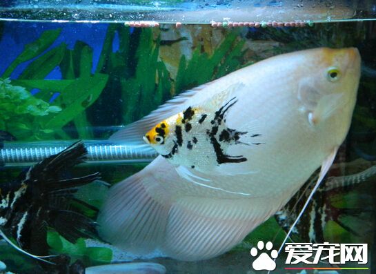 招財魚水質要求 對水質等各方面要求不嚴