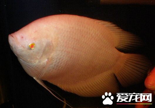 招財魚如何繁殖 缸內繁殖幾乎是不可能的