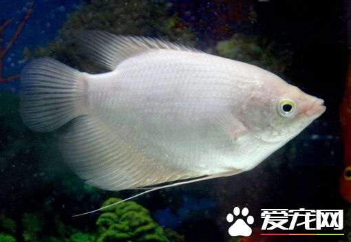 招財魚會跳缸嗎 缺氧水溫不適會跳缸的