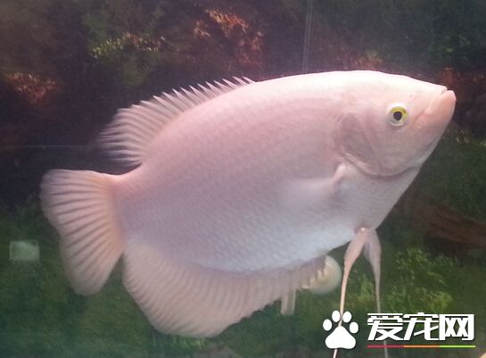 招財魚跟什麼魚混養 鹦鹉是一個不錯選擇