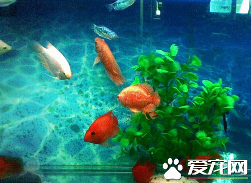 招財魚對水溫的要求 水質為酸性的軟水