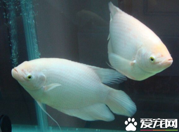 招財魚撞缸怎麼回事 環境陌生導致的