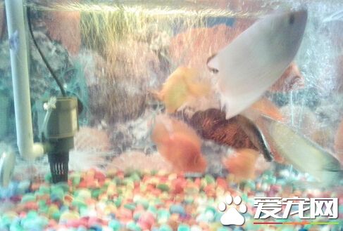 招財魚撞缸怎麼回事 環境陌生導致的
