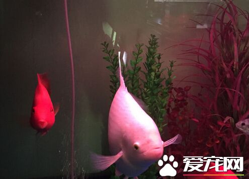 招財魚怎樣繁殖 繁殖的幾大注意事項