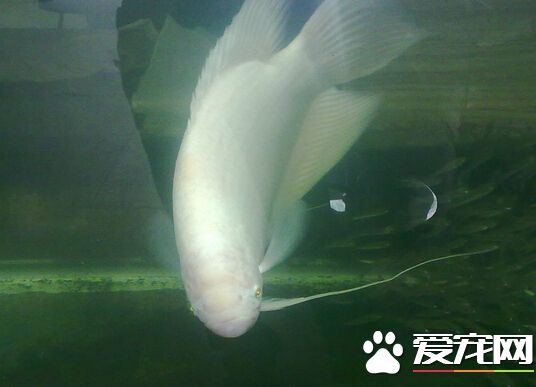 招財魚適合和什麼魚一起養 混養要點分享