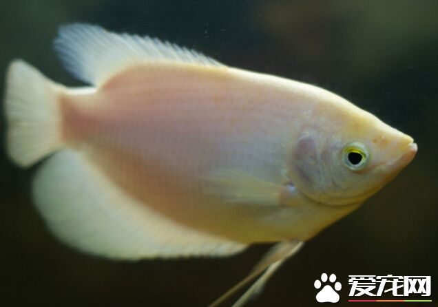 招財魚適合和什麼魚一起養 混養要點分享