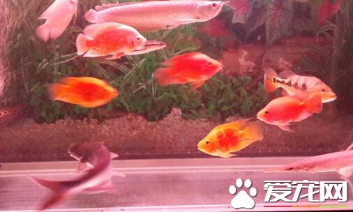 紅尾招財魚吃什麼 它的飲食注意事項