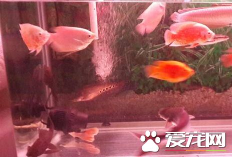 鹦鹉魚和招財魚混養 其混養注意事項