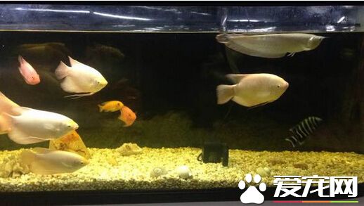 招財魚水溫多少度 飼養水溫22-26攝氏度