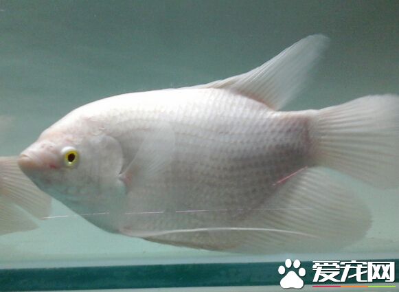 小招財魚吃什麼 給予它們新鮮的食物