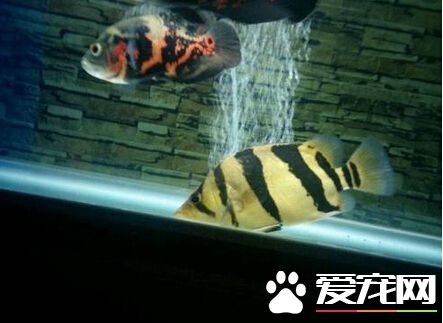 印尼虎魚混養 印尼虎魚的混養心得分享