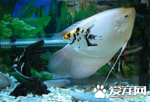 招財魚怎麼擺放 招財魚的擺放技巧詳解