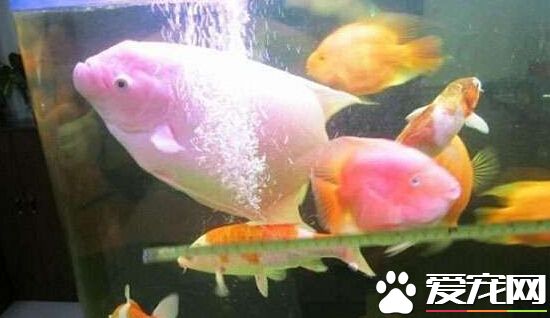 招財魚吃飼料嗎 招財魚對飼料要求不高