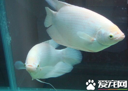 小招財魚怎麼養 小招財魚飼養注意事項