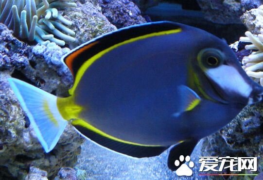 七彩吊好養嗎 七彩吊魚飼養的注意事項