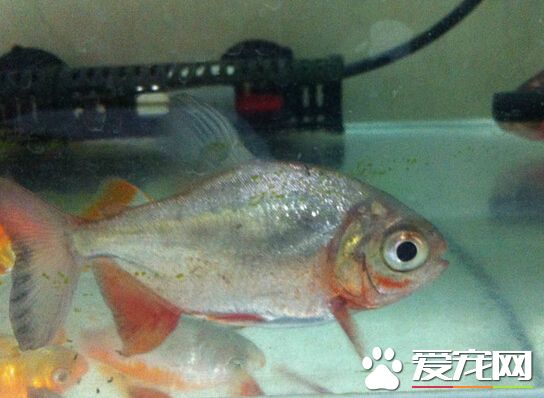 食人鲳水溫 最佳水溫最好在22～28℃