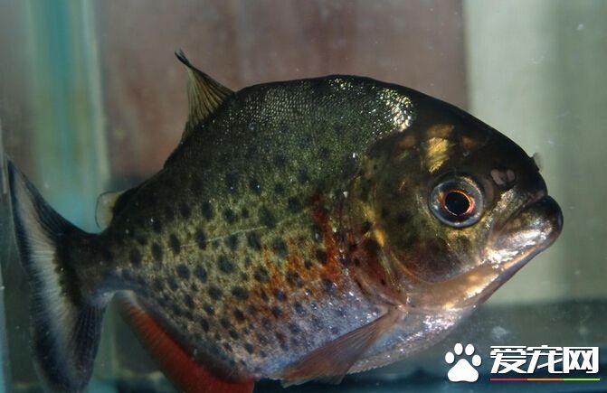食人鲳飼養 切記不能與其它觀賞魚共養