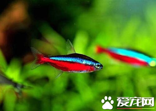 寶蓮燈魚好養嗎 寶蓮燈魚的飼養4個常識