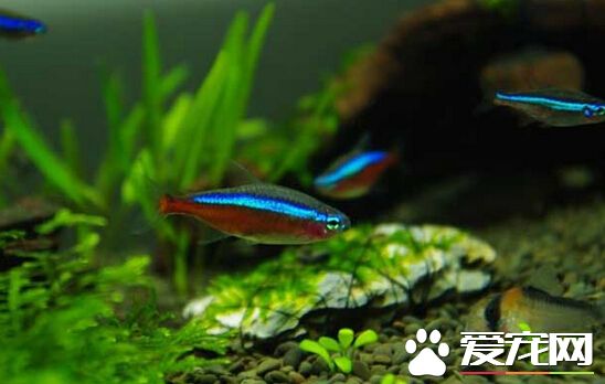 寶蓮燈魚溫度 它的水溫最好保持在24~26℃