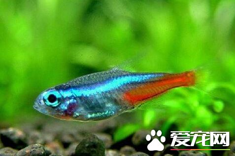 寶蓮燈魚養殖 寶蓮燈魚的養殖注意事項