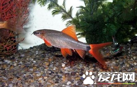 彩虹鲨混養 彩虹鲨的混養相關注意事項