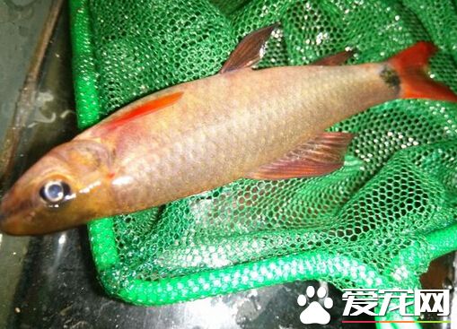 彩虹鲨好養嗎 它的飼養難度並不是很大